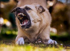 How to Find Out If a Dog Has a Bite History in Las Vegas or Clark County
