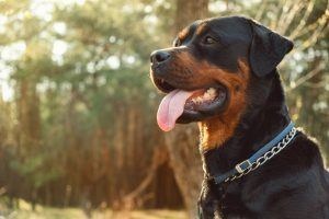 Does Homeowner’s or Renter’s Insurance Cover a Dog Bite in Nevada?