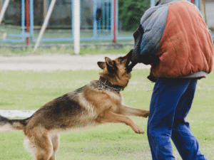 Is a Leash Law Violation Enough to Win a Dog Bite Case in Las Vegas?