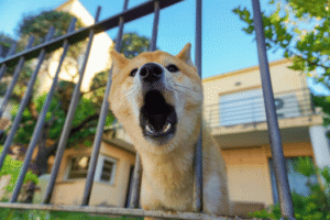 Dog Owner With No Insurance or Policy Excludes the Breed?