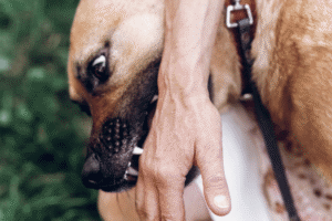 Dog Bite Scars: Why You Shouldn’t Settle Before They Heal