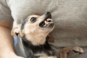 How to Report a Dog Bite in Las Vegas or Clark County